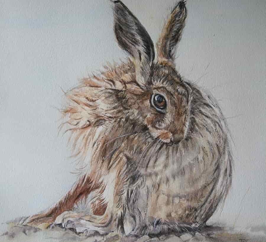 Harebrush